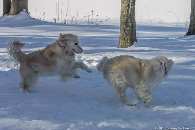 Molly and Lilly Dogs playing in snow