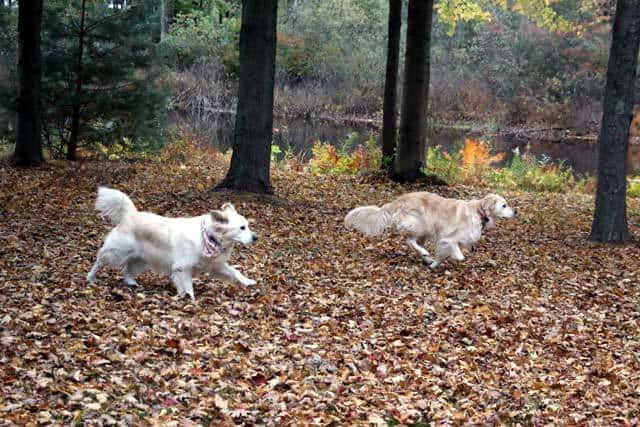 Molly and Lilly dogs playing in a yard of leafs