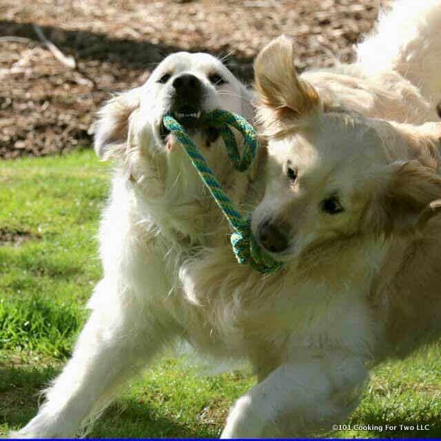 Molly and Lilly dogs playing with a ball on a rope. Part 1.