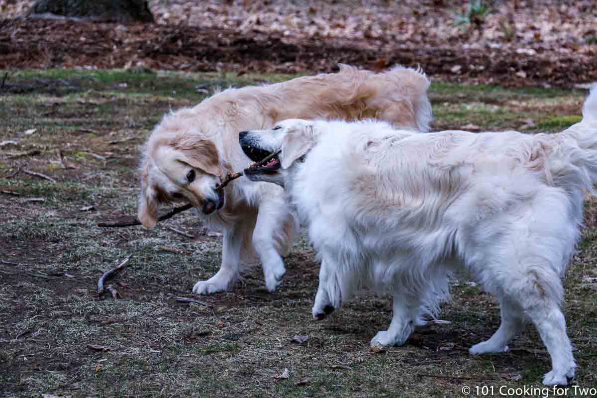 Molly and Lilly sharing a good stick.