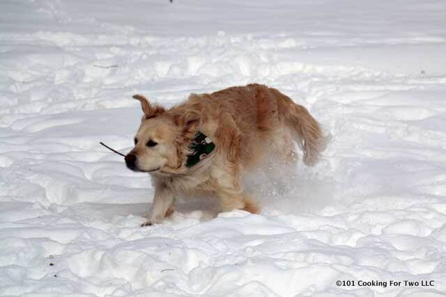 Lilly dog running in the snow with a stick