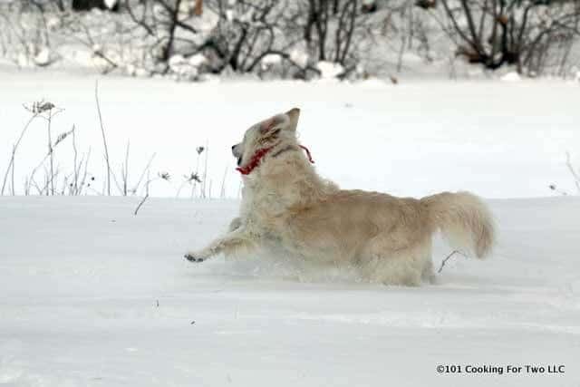 Molly dog running in the deep snow