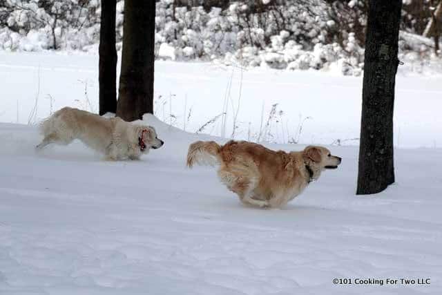 image of Molly and Lilly dogs running through a snowy yard
