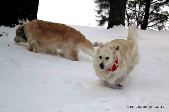 image of Lilly and Molly dogs in snow
