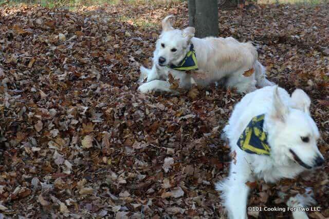 Dogs in running in leaves
