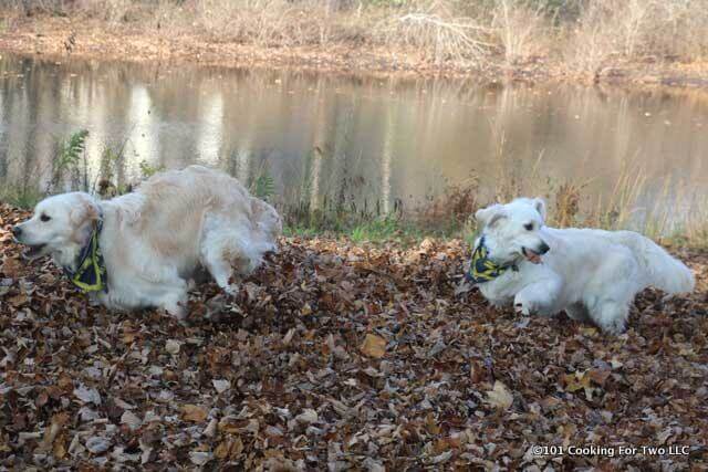 Dogs in Leaves 2015 - 4