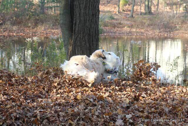 Dogs in Leaves 2015 - 7