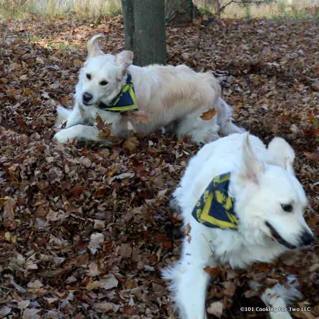 Image of Molly and Lilly dogs runnin in leafs