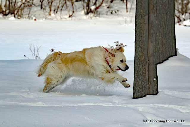 Molly dog running in snow