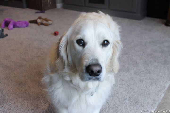 Molly setting in the play room.