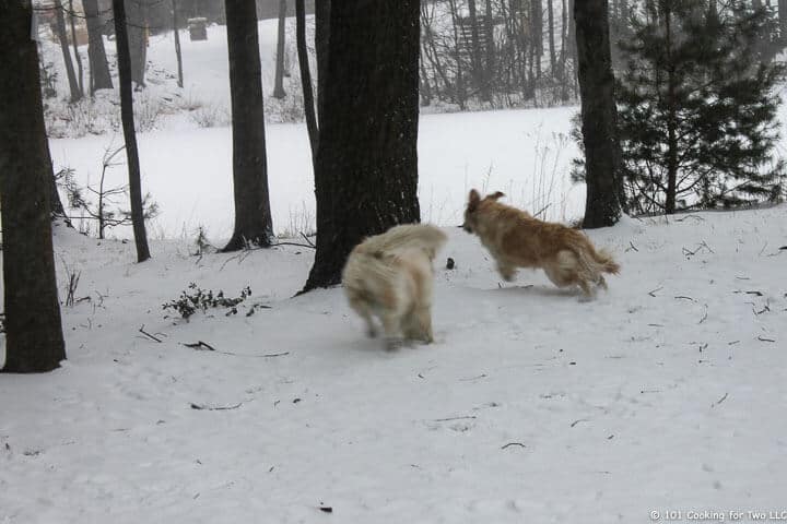 dogs running in snow.