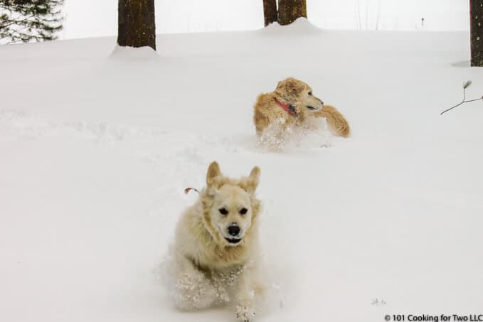Molly and Lilly dogs running in snow