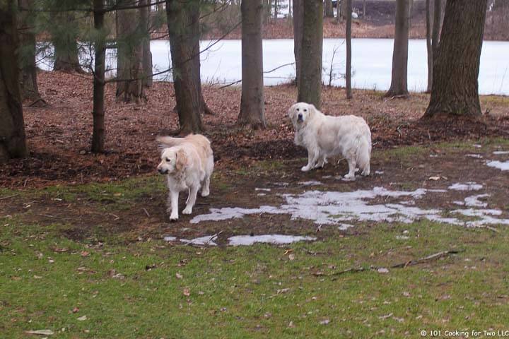 Dogs in yard with patches of snow.