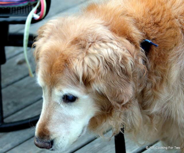 Jake dog is old an gray looking for droppins on the deck