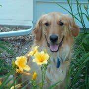 Jake in flowers