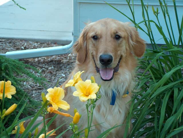 Jake dog setting in flowers