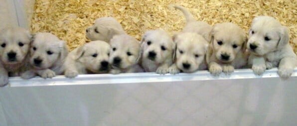 9 Golden Retriver Puppies.