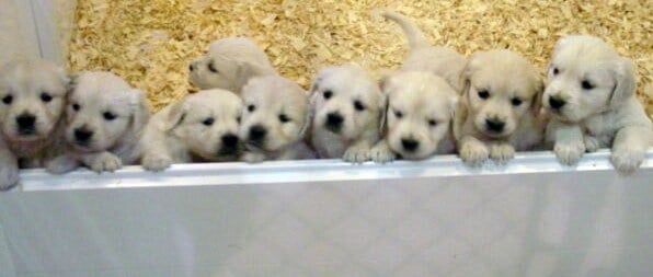 Golden Retriver Puppies