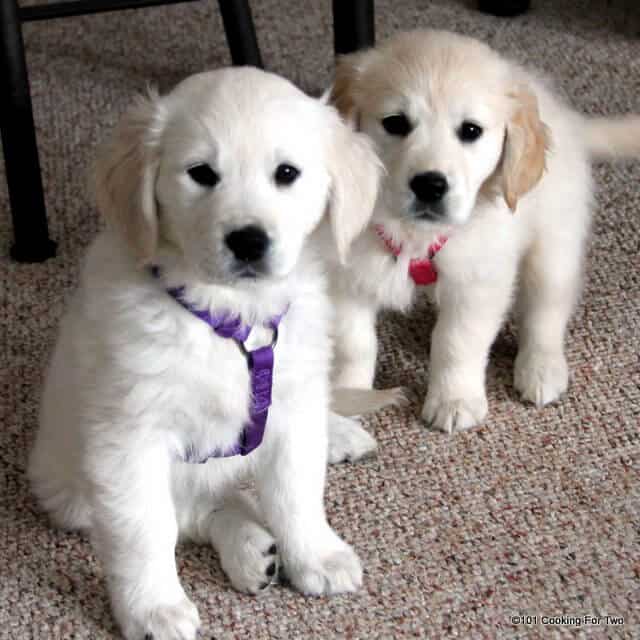 Image of Molly and Lilly puppies at 9 Weeks of age