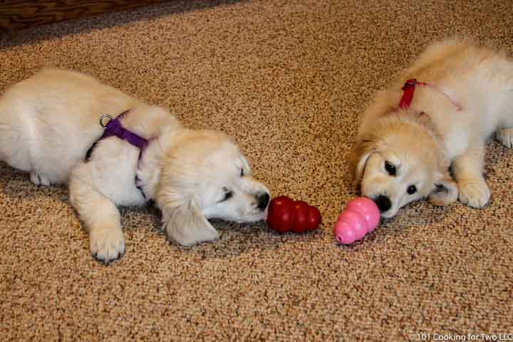 Ten week old Molly and Lilly.