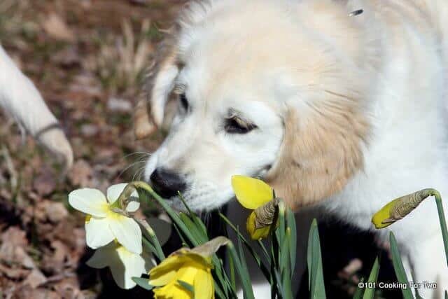 Lilly dog with flowers 2014