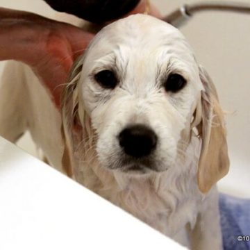 image of molly dog getting a bath