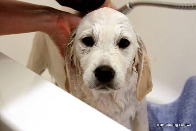 image of molly dog getting a bath