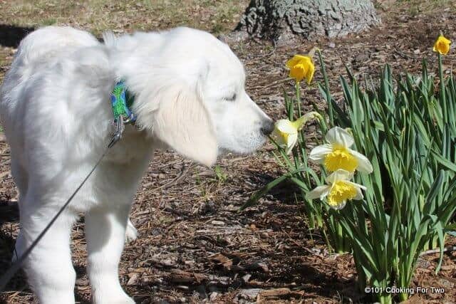 Molly dog with flowers 2014