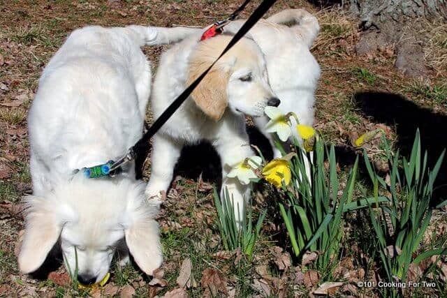 Lilly and Molly dogs as puppies smelling flowers spring 2014