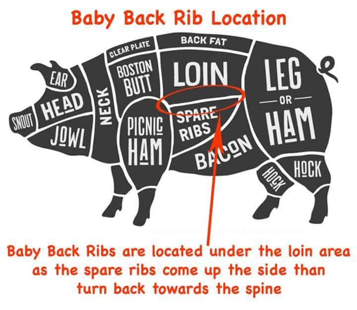 graph showing location of baby back ribs- licensed from Fotolia May 16,2017. Copyright foxysgraphic - Fotolia. Modified per allow by licensed.