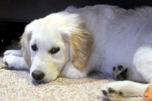 Lilly dog relaxing on a kitchen rug