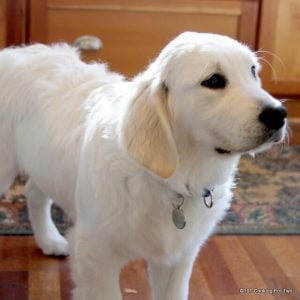 Molly 4.5 months old