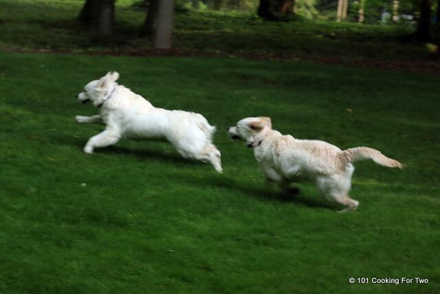 Lilly and Molly dogs at 6 months 3 weeks running hard in a green yard