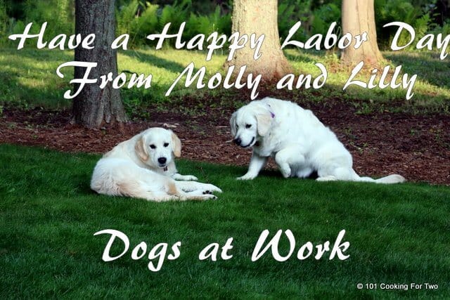 photo of Dogs at Work with molly and Lilly