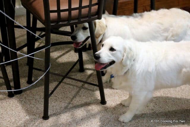 Guilty dogs looking at the yarn wrapped through chairs.