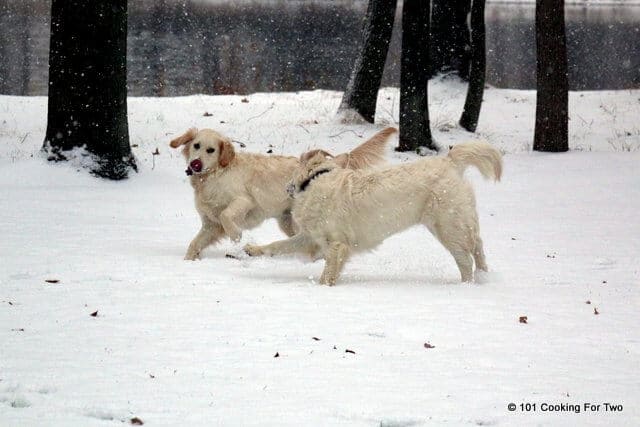 Random Dogs in Snow Picture