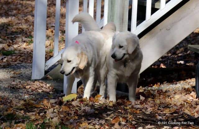 image of Molly and Lilly Dogs looking at leafs
