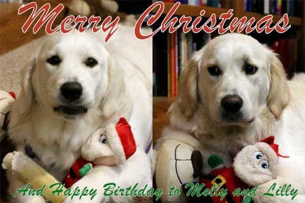 One year old Molly and Lilly Dogs posing with a stuffed Santa