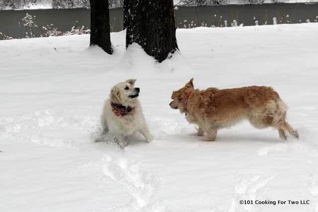 Molly and Lilly dogs playing in the snow