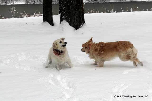 Molly and Lilly dogs playing in the snow.