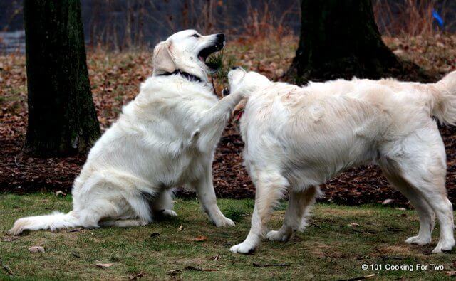 Molly and Lilly at play