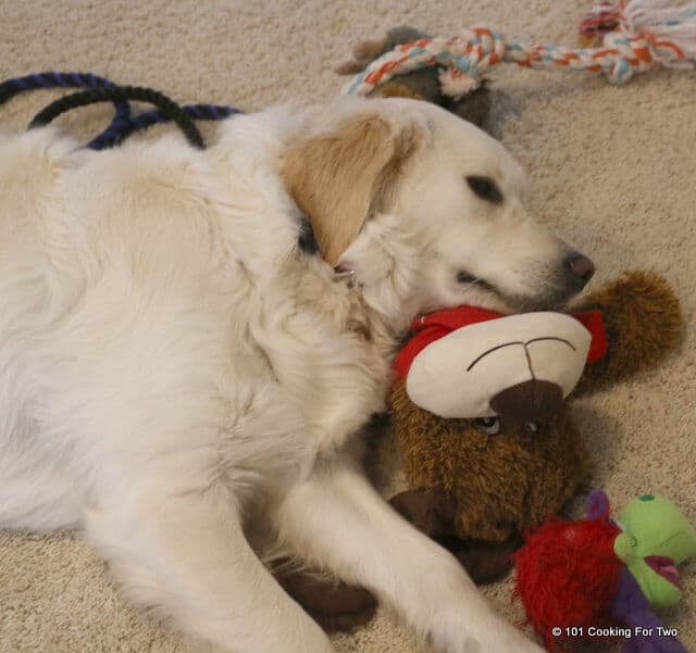 image of Lilly dog laying on a stuffed bear
