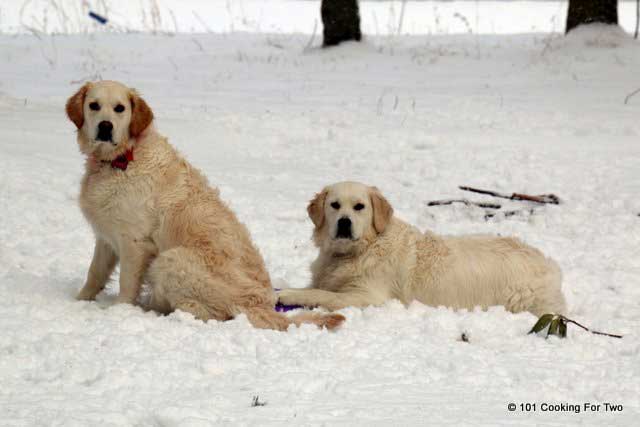 white dogs in snow