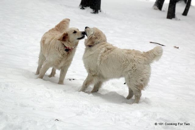 Lilly and Molly dogs in the snow.