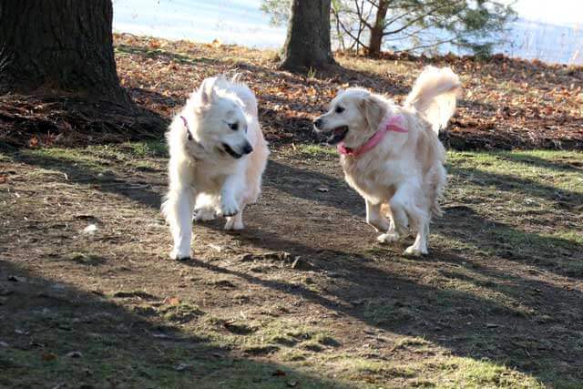 Molly and Lilly at Play