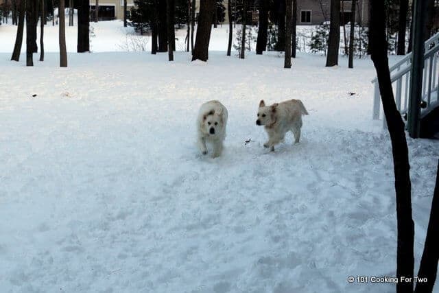 image of Molly and Lilly dogs running in the snow