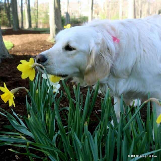 Lilly dog sniffing flowers in spring 2015