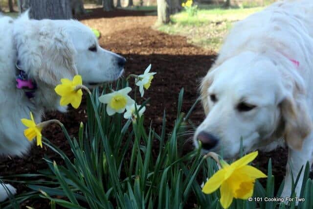 Molly and Lilly sniffing flowers