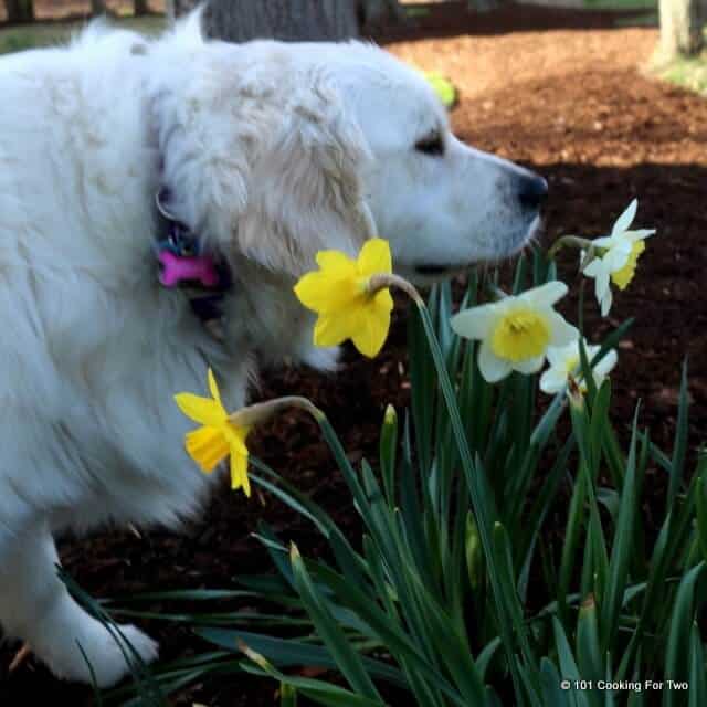 Molly dog sniffing flowers spring 2015