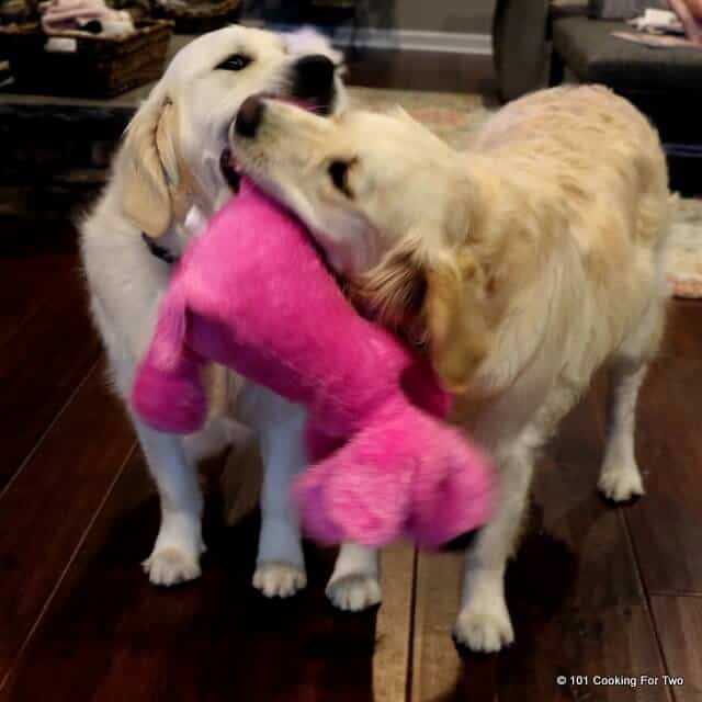 Dogs with a stuffed dog